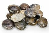 Petrified Palm Root Pocket Stones - Brown Color - Photo 5